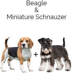 Miniature Schneagle Dog